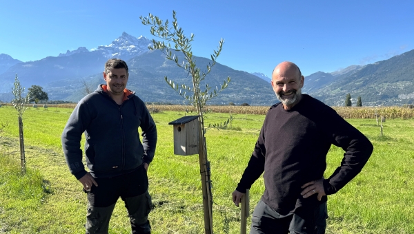 Comme un air de Toscane : 10'000 oliviers seront plantés dans le Chablais d'ici 2026